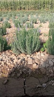 Lavanda gulllari sotiladi