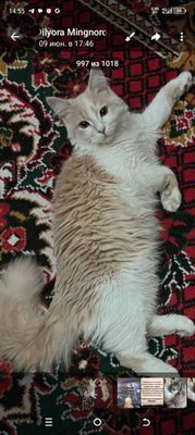 Шотландиский скоттиш страйт срочно хорошие руки