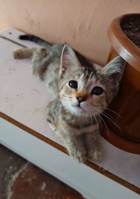 Котёнок в добрые руки (девочка)