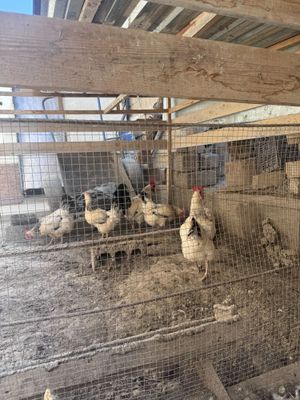 Товуқлар ва хўроз