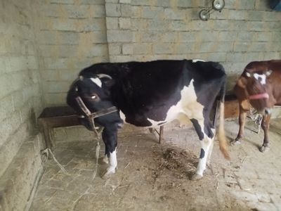 Sigir sotiladi yavosh yaxshi sut beradi 4 qorin bugos 4 oylik j