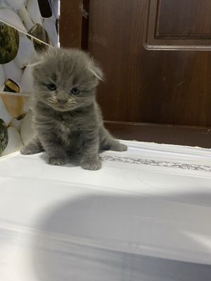 Мушукчала сотилади