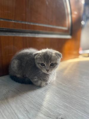 Продаются котята