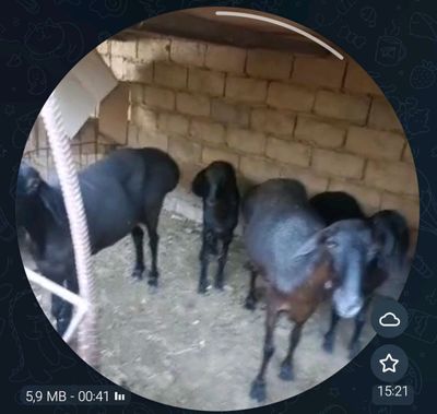 Ona bola qoʻylar sotiladi