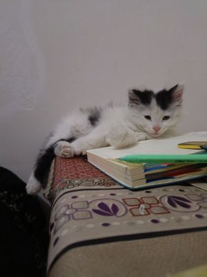 Alomat mushukchamiz sotiladi.