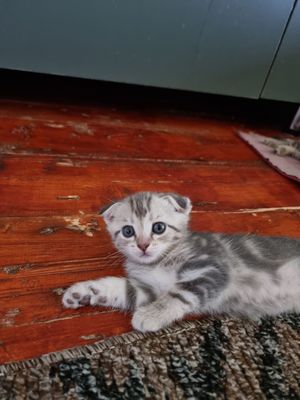 Scottish fold sotiladi 1.5 oyliq