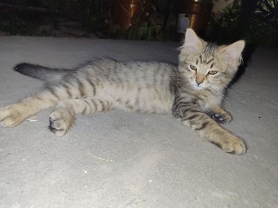 Дарим отдам Котик