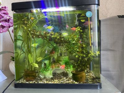 Baliqlar kompekt sotiladi srochna