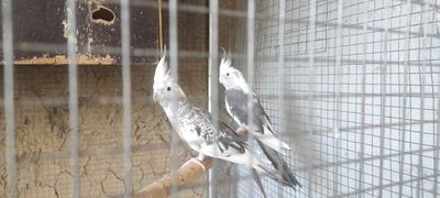 Попугаи с клетками