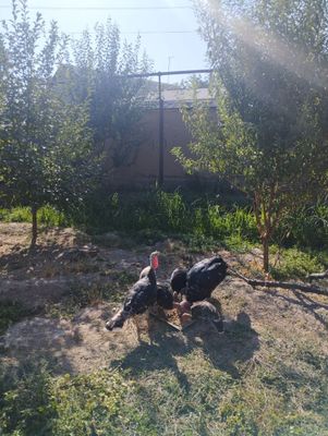 Kurkalar sotiladi soğlom
