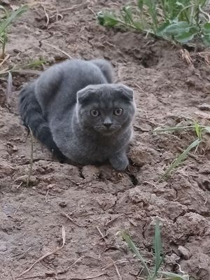 Чистокровный веслоухий британец