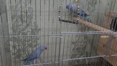 Пара синих ожереловых попугаев