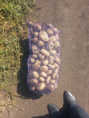 Картошка россия