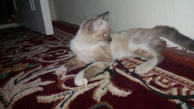 милый котёнок отдам добрый человека