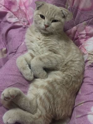 шотландская вислоухая (Scottish Fold)