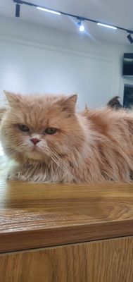 Котята полидакты
