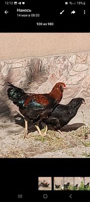 Продаются куры и петухи породы Амерауна