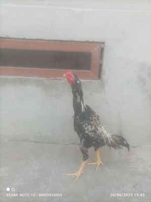 Kulangi Xuroz sotiladi shahrisabz