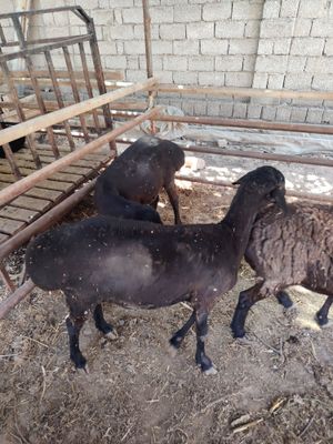 Sovliq ona qo'ylar sotiladi
