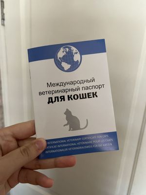Отдаю котёнка за 130.000 сум можем договориться