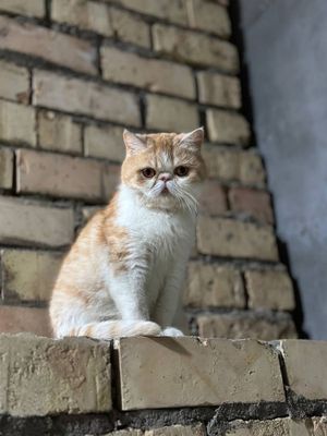 Кошка прадаёться экзотическо короткошерстная.