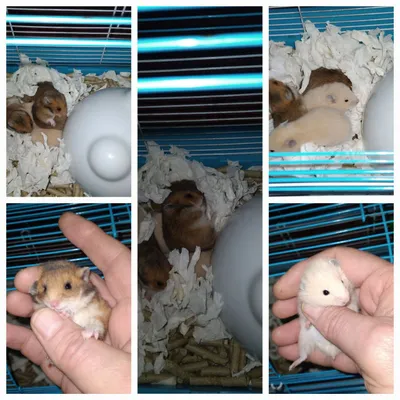 Шустрые хомячки молодняк Смотрите 6фото Читайте описании