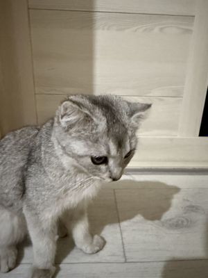 Шотландский Серебристая Шиншила