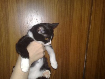 чернобелая кошечка, 5 месяцев, привита с паспортом