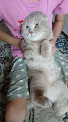 Скоттиш фолд ровно год