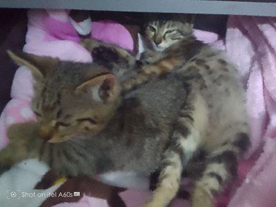 Срочно продается котенок 4 месяца