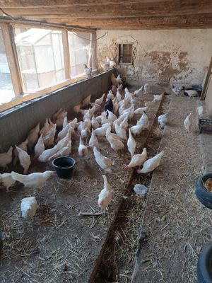 Продаётся несушки курицы