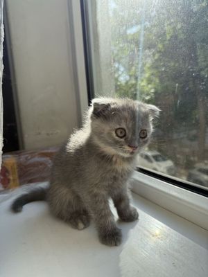 Котенок 2 месяца