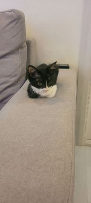 котёнок в хорошие руки к лотку приучена