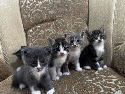 продаются котята