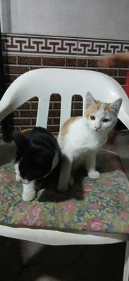 Отдам даром кошки