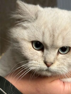 British Shorthair Chinchilla
