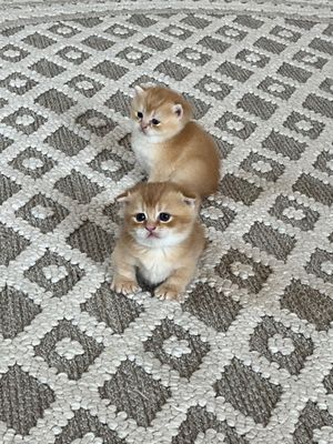 Открыта бронь на котят золотой шиншиллы