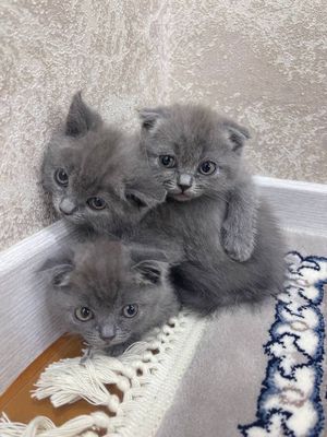 скотич страйт зотли мушук