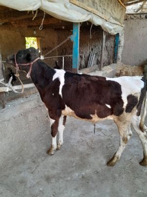 Buqacha sotiladi