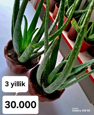 Aloe Vera gullari va barglari  sotiladi 1-15yillik
