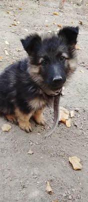 Nemis afchalka sotiladi Qoʻqon da