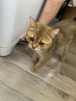 Кот золотая шиншила на Вязку
