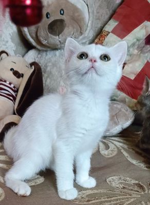 Скотиш страйт, мальчик