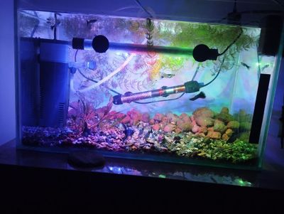 Akvariumlar sotiladi soni 2 ta baliqlari xamma narsasi bn sotilad 40 l
