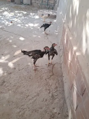 Qora shah‘zoda dakan Adler serenristi 8 oylik jujalar tuxumda