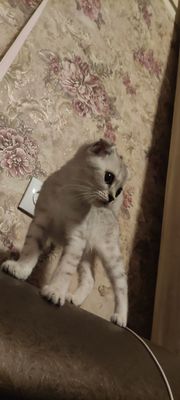 Shinshilla Fold qiz bola 3oylik