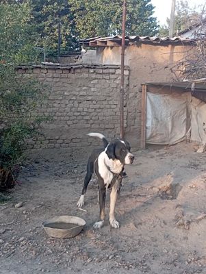 Alabay parodali.