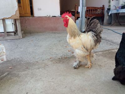 Xoʻroz va tovuqlar va joʻjalar sotiladi