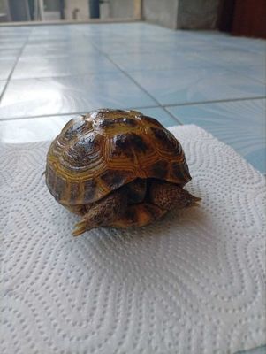Toshbaqa sotiladi! (Продается черепаха)