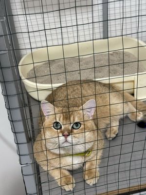 Сотилади огил бола залтой шиншила ny 11 toza qon saglom